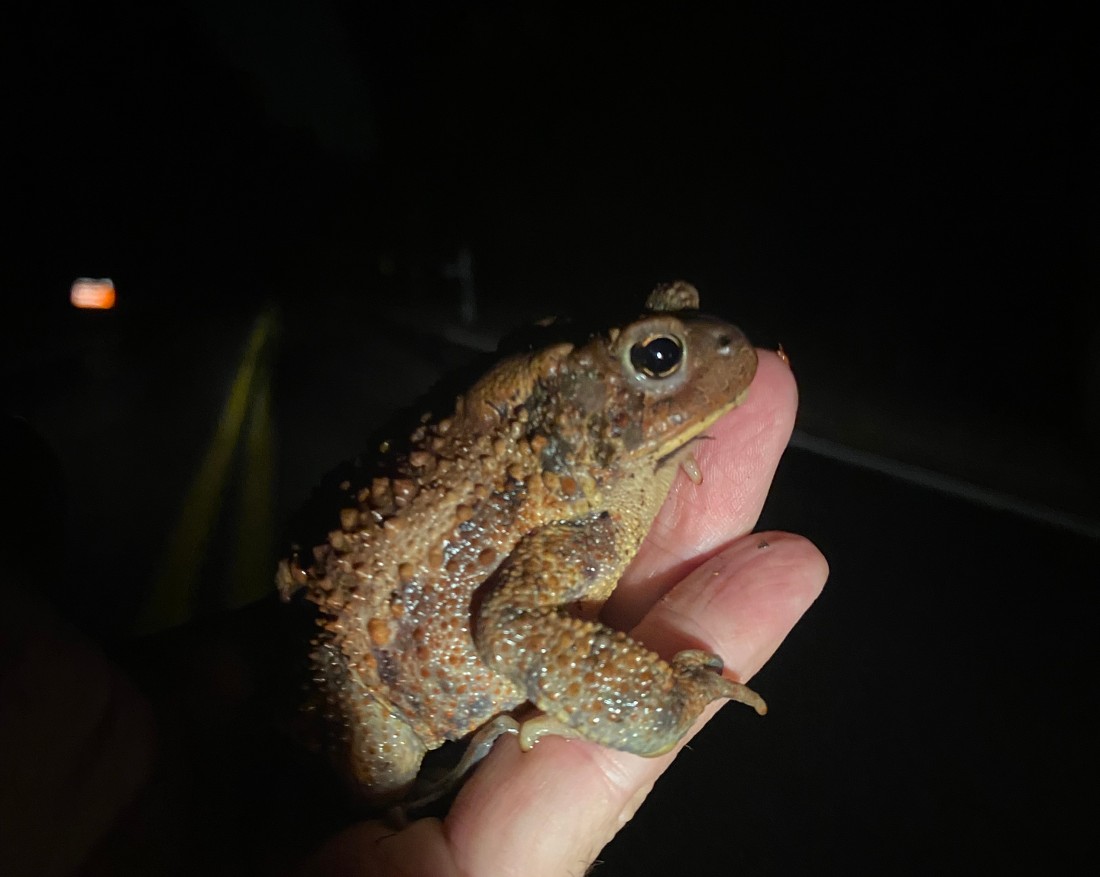 American Toad